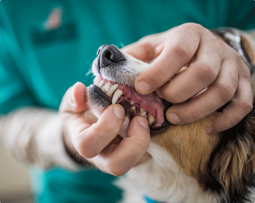 Etouffement Chez Le Chien Et Le Chat Alforme