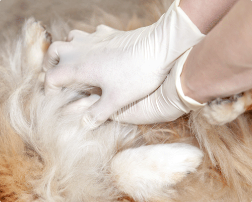 Arret Cardiaque D Un Chien Ou Un Chat Alforme