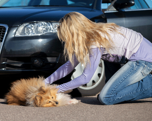 Arret Cardiaque D Un Chien Ou Un Chat Alforme